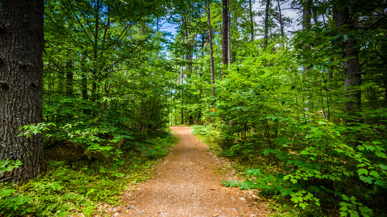 Trail in a forest at Bear Brook State Park, Epsom, New Hampshire.
