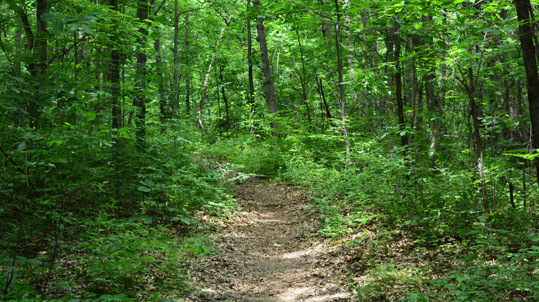 A forested trail in Holly Recreation Area, Michigan
