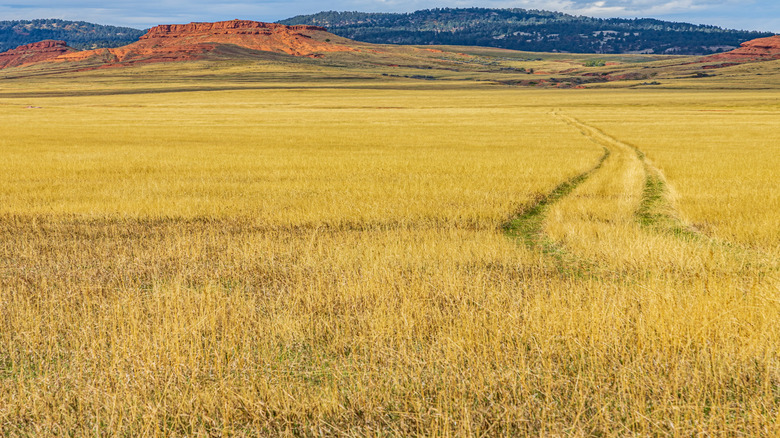 Tracks in a field in the Black Hills