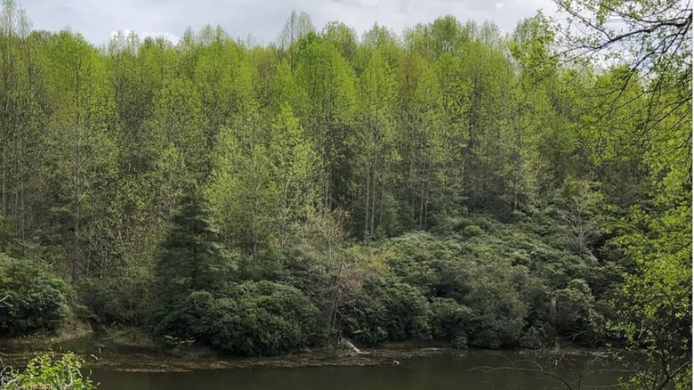 Forest along the Dahlgren Railroad Heritage Trail in King George County, Virginia