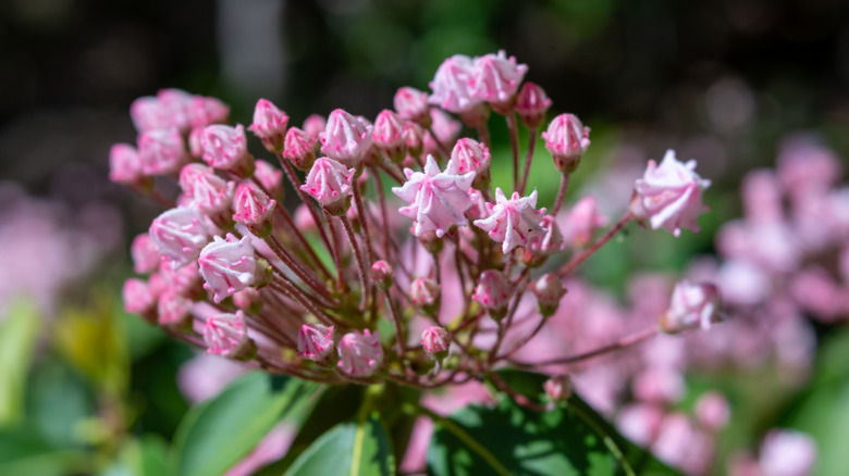 Closeup of flowers in Caledon State Park