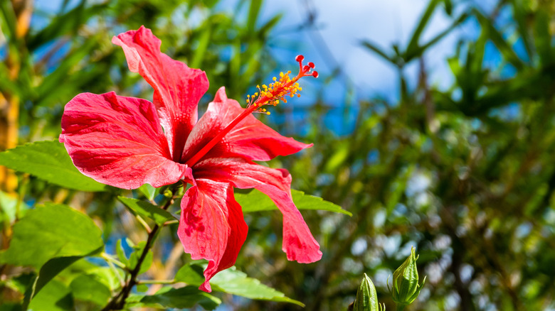 Hibiscus flower set against background of Hawaii