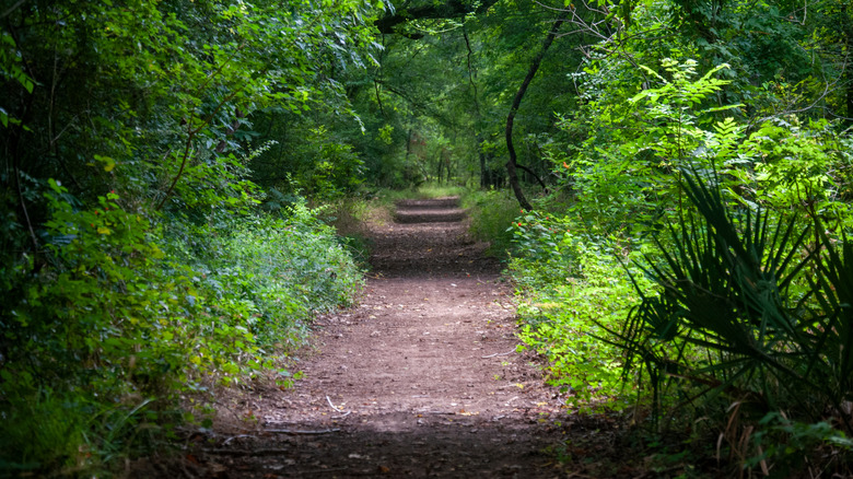 A lush green hiking trail in Brazos Bend State Park in Texas