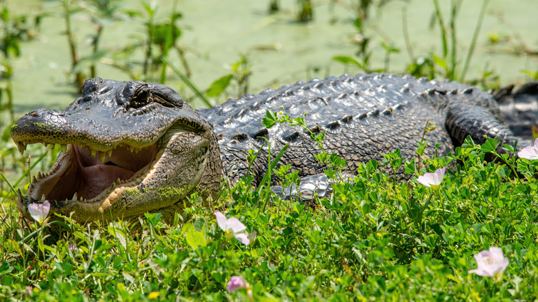 An alligator with its mouth open at Brazos Bend State Park in Texas