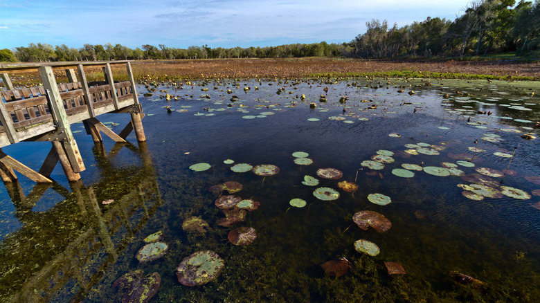 A lake with dock and lily pads at Brazos Bend State Park in Texas