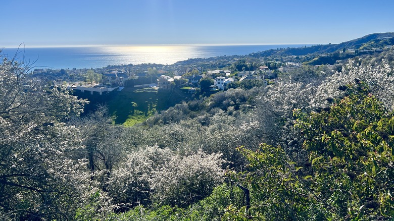 Ocean view from Topanga State Park