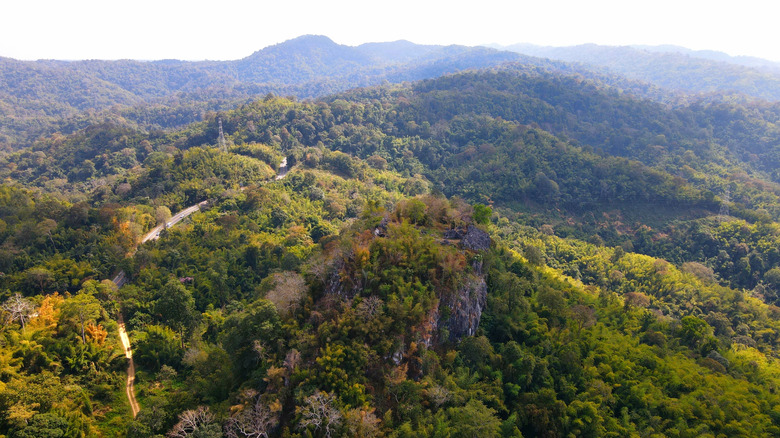 The Topanga State Park forest