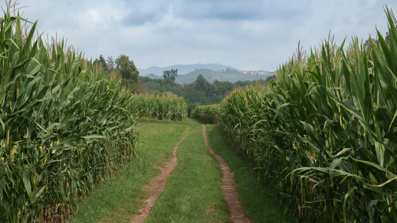 Trail through greenery in the Curone Valley, Montevecchia, Italy