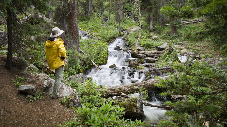 Hiker watching waterfall in forest