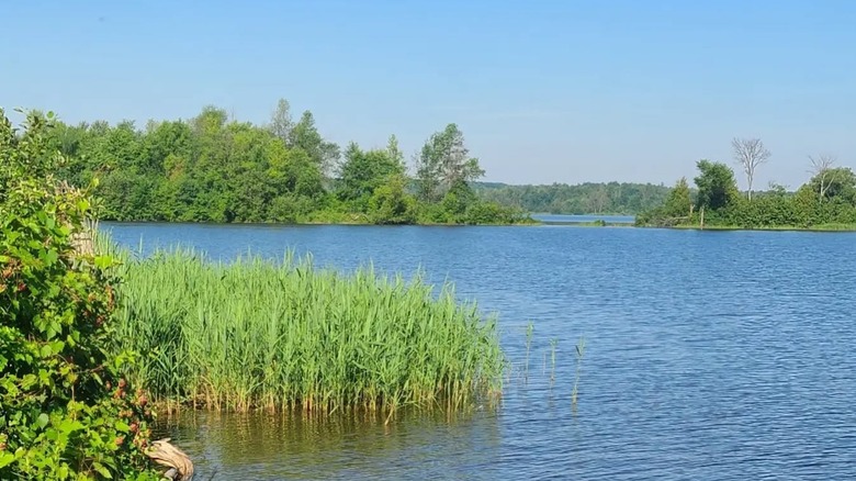 Reeds and trees by the shore of the Ottawa River at Voyageur Provincial Park in Ontario