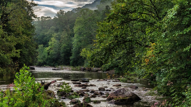 Creek surrounded by trees in Monongahela National Forest