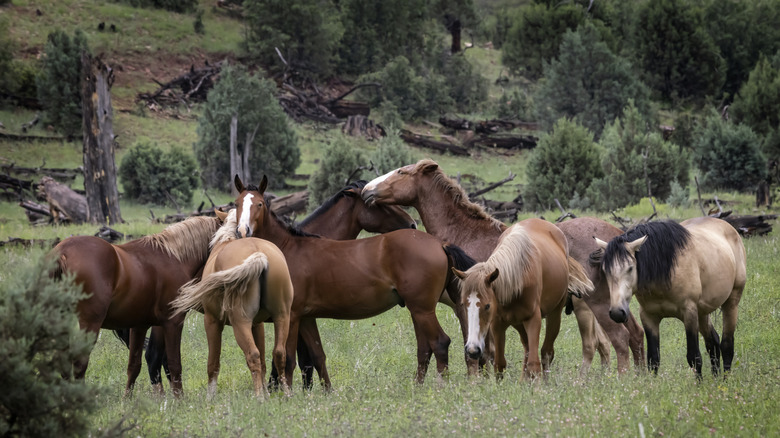 Wild horses cavort together around Heber-Overgaard, Arizona
