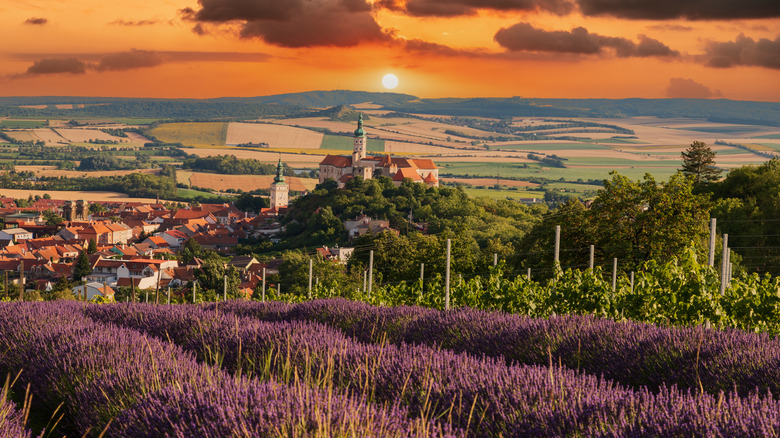 Vineyards and lavender fields around Mikulov