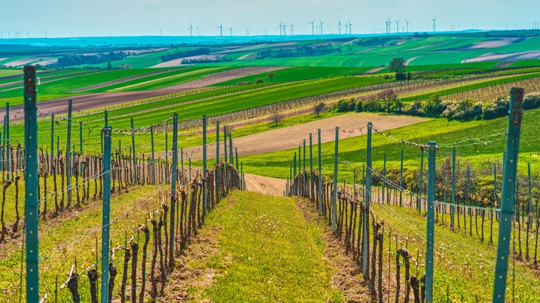 A vineyard in Mikulov