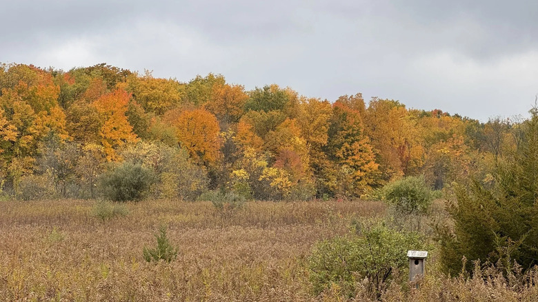 An autumn view across the prairie meadow to the oak woodland