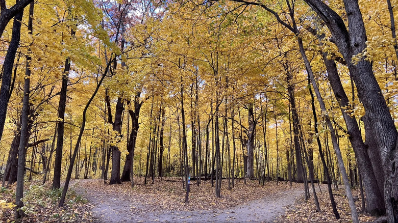 An oak woodland in Illinois