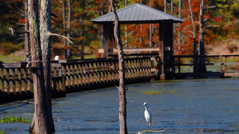 White egret sitting in tree by water at Black Bayou Lake National Wildlife Refuge.