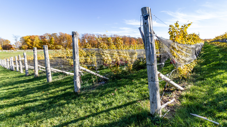 Winery grapevines near Traverse City