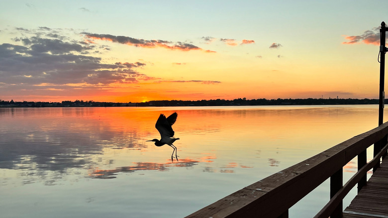Bird gliding over calm waters at sunset in Lake Alfred