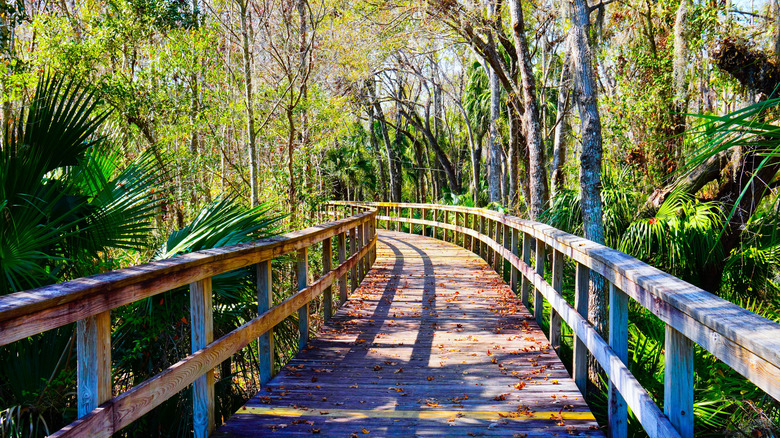 Nature boardwalk surrounded by tress in Wesley Chapel, Florida