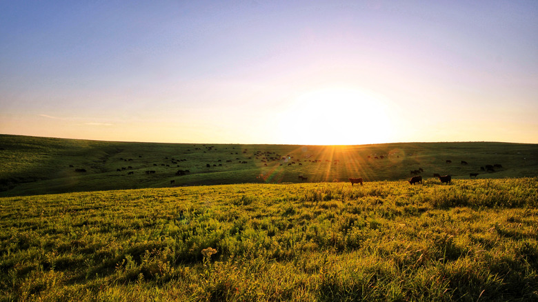 Black Angus cattle in a valley at sunset in the Flint Hills of Kansas