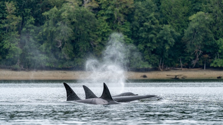 Group of orcas coming out of the water in Washington's Puget Sound
