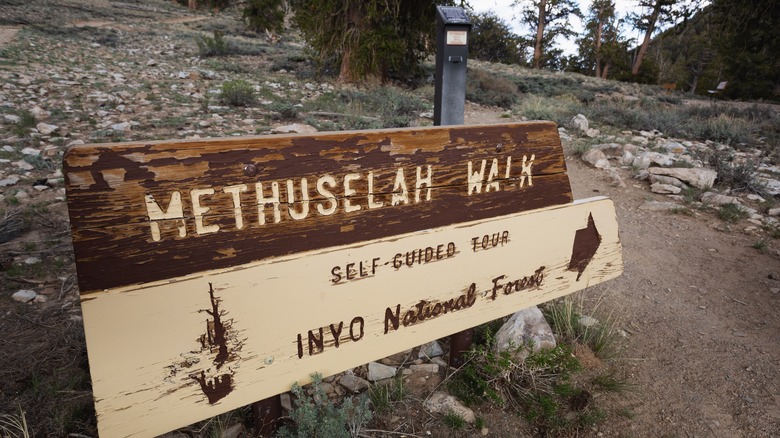 The sign for the self-guided Methuselah Walk at the Ancient Bristlecone Pine Forest