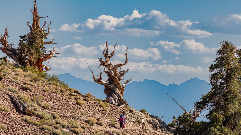 View of trees and two hikers against alpine background in Ancient Bristlecone Pine Forest