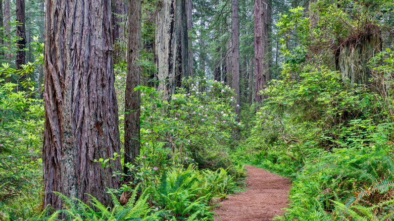 A trail at Del Norte Redwoods State Park, California, with springtime bringing rhododendron blooms