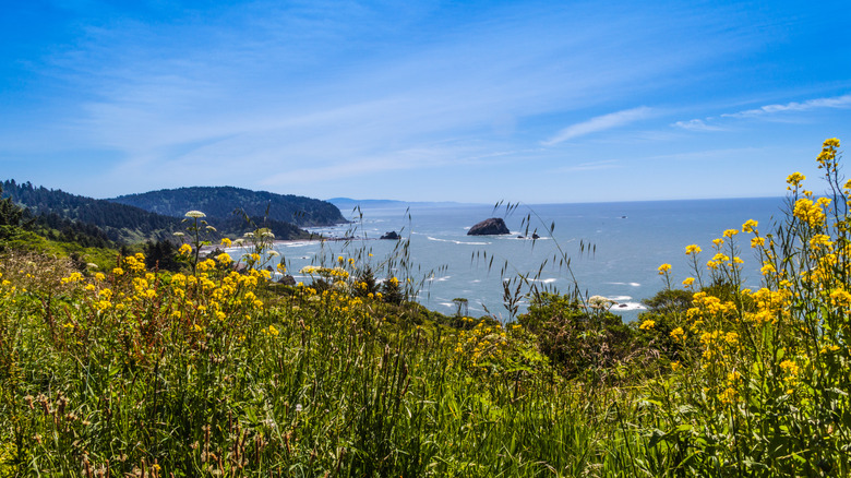 The beach at Del Norte Coast State Park in California, framed by yellow wildflowers