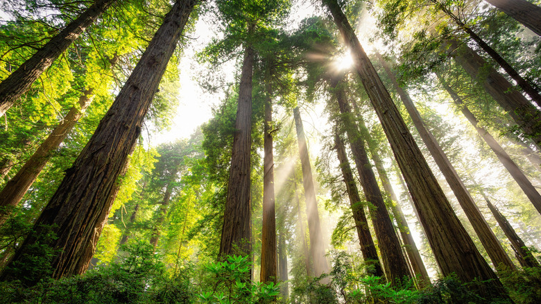 Afternoon light breaking the redwood fog at Del Norte Coast Redwoods State Park, California