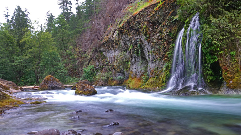 A waterfall on Salmon Creek outside Oakridge, Oregon