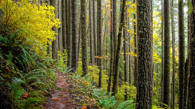 A mountain bike trail near Oakridge, Oregon