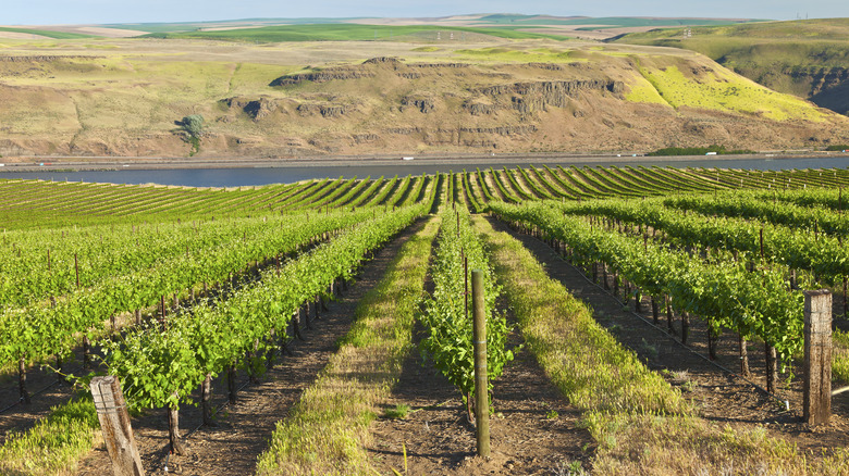 Row of new vines in a vineyard in the Columbia river gorge OR.