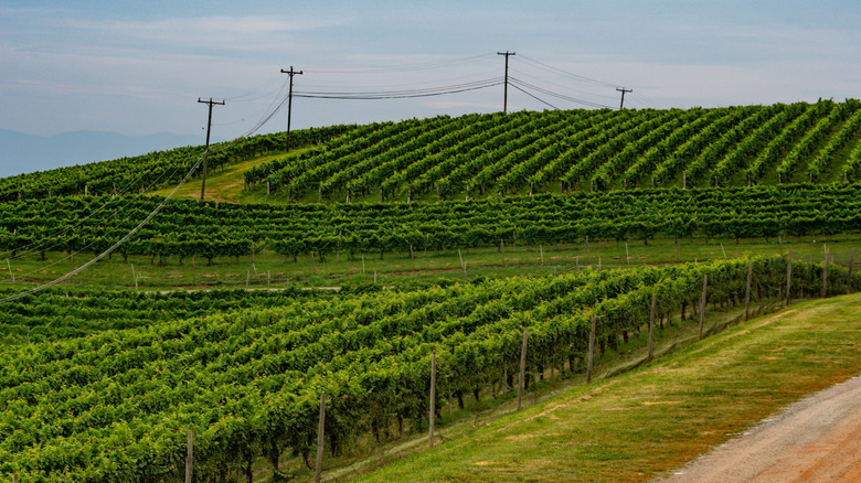 A vineyard in Charlottesville