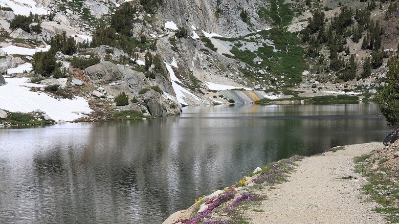 Flowers on the shore of Steelhead Lake in California