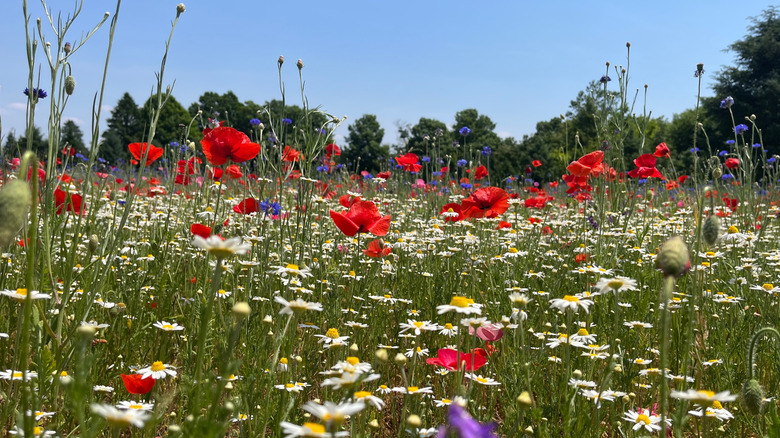 Poppy fields in Fennville Michigan