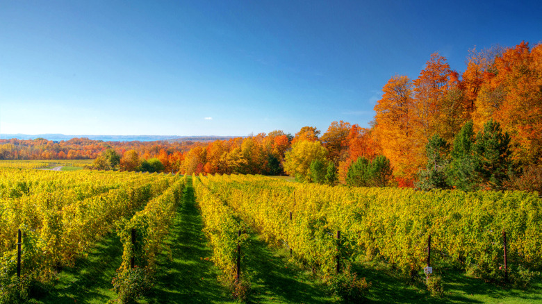 Vineyards in neighboring Traverse City, Michigan