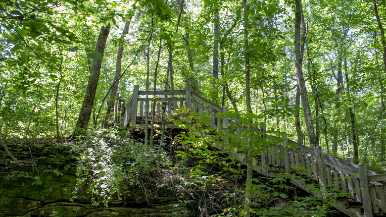 Wooden stairs at Rock Bridge Memorial State Park near Columbia, Missouri