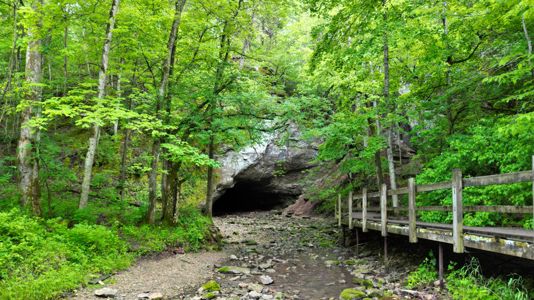 Path leading to a cave at Rock Bridge Memorial State Park, Missouri, with greenery surrounding the cave entrance