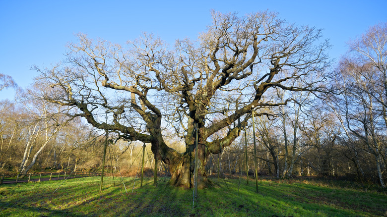 A wide-angle shot of the Major Oak tree of Robin Hood lore in Edwinstowe, England