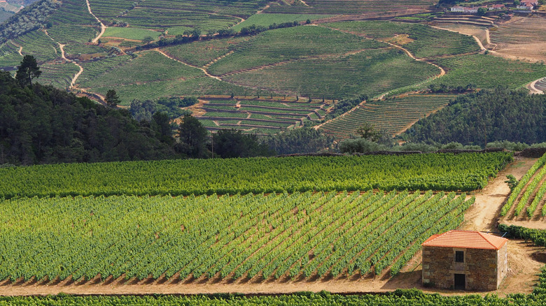 A small farmhouse surrounded by vineyards in Provesende, Portugal.
