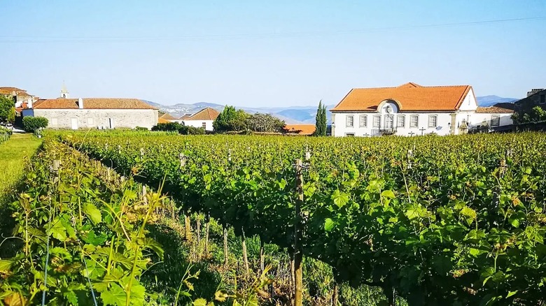 The vineyards and manor house surrounding Morgadio da Calçada in Provesende, Portugal