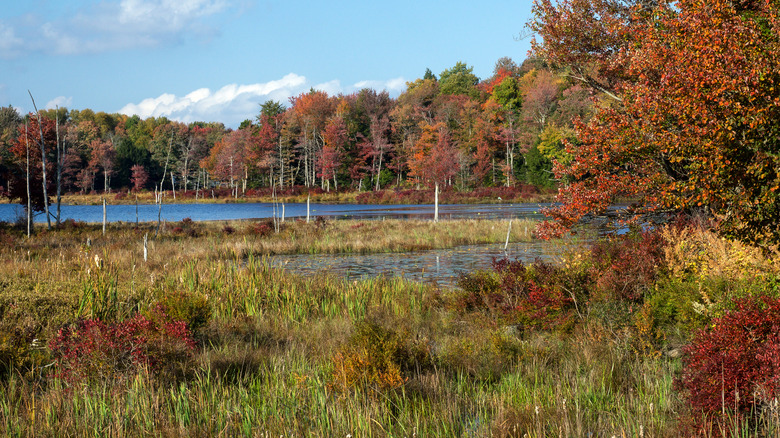 Autumn at Gouldsboro State Park in Pennsylvania