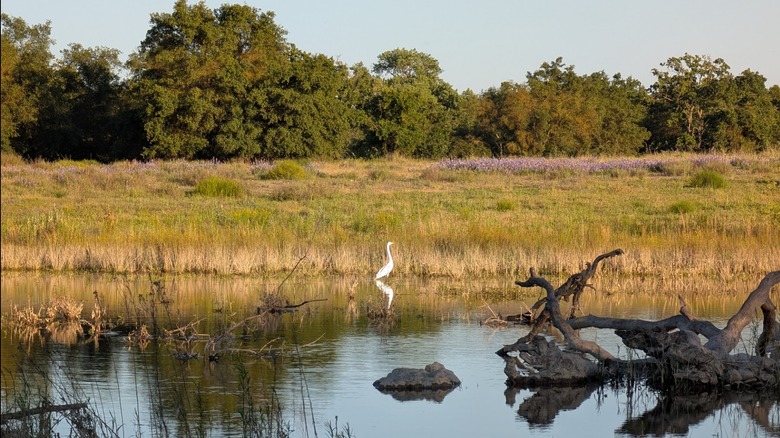 Wetlands and wildlife at Effie Yeaw Nature Center in California