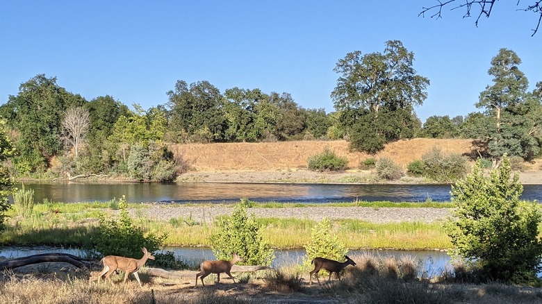 Wetlands and wildlife at Effie Yeaw Nature Center in California