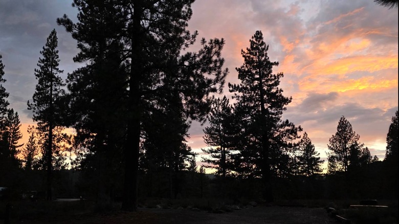 Sunset over the Prosser Family Campground, with pink and gold clouds over tall pine trees