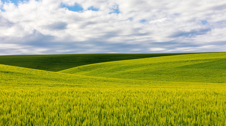 Rolling green hills in Palouse region of Washington