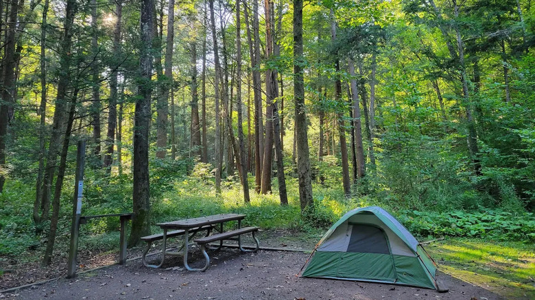 A tent and picnic table surrounded by trees in Big Run State Park.
