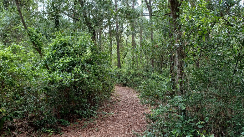 A shaded trail at Ingram Dunes, North Myrtle Beach